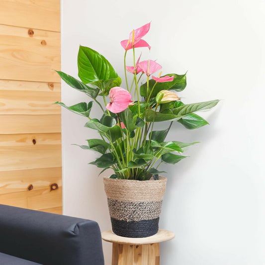 Anthurium Roze Wonder - Inclusief Elegante Zwarte Lissabon Mand - ↕55cm55cm - Ø17 - Sierplantenshop