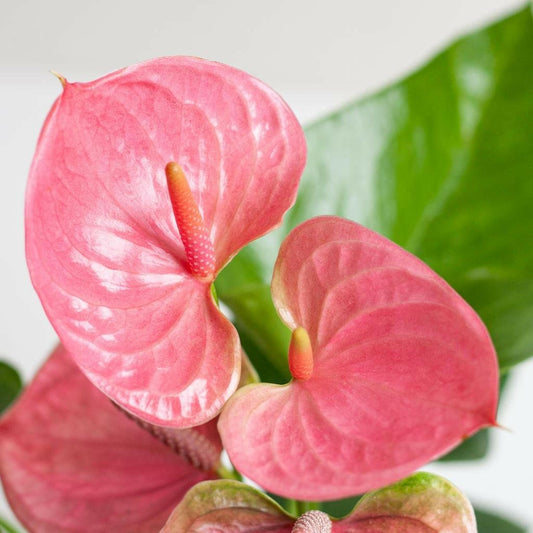 Anthurium Roze Wonder - Inclusief Elegante Zwarte Lissabon Mand - ↕55cm55cm - Ø17 - Sierplantenshop