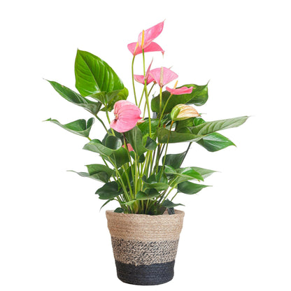 Anthurium Roze Wonder - Inclusief Elegante Zwarte Lissabon Mand - ↕55cm55cm - Ø17 - Sierplantenshop