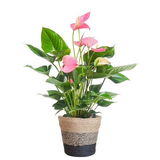 Anthurium Roze Wonder - Inclusief Elegante Zwarte Lissabon Mand - ↕55cm55cm - Ø17 - Sierplantenshop