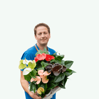 Anthurium Sweet Dream - ↕36cm - Ø12 - Sierplantenshop