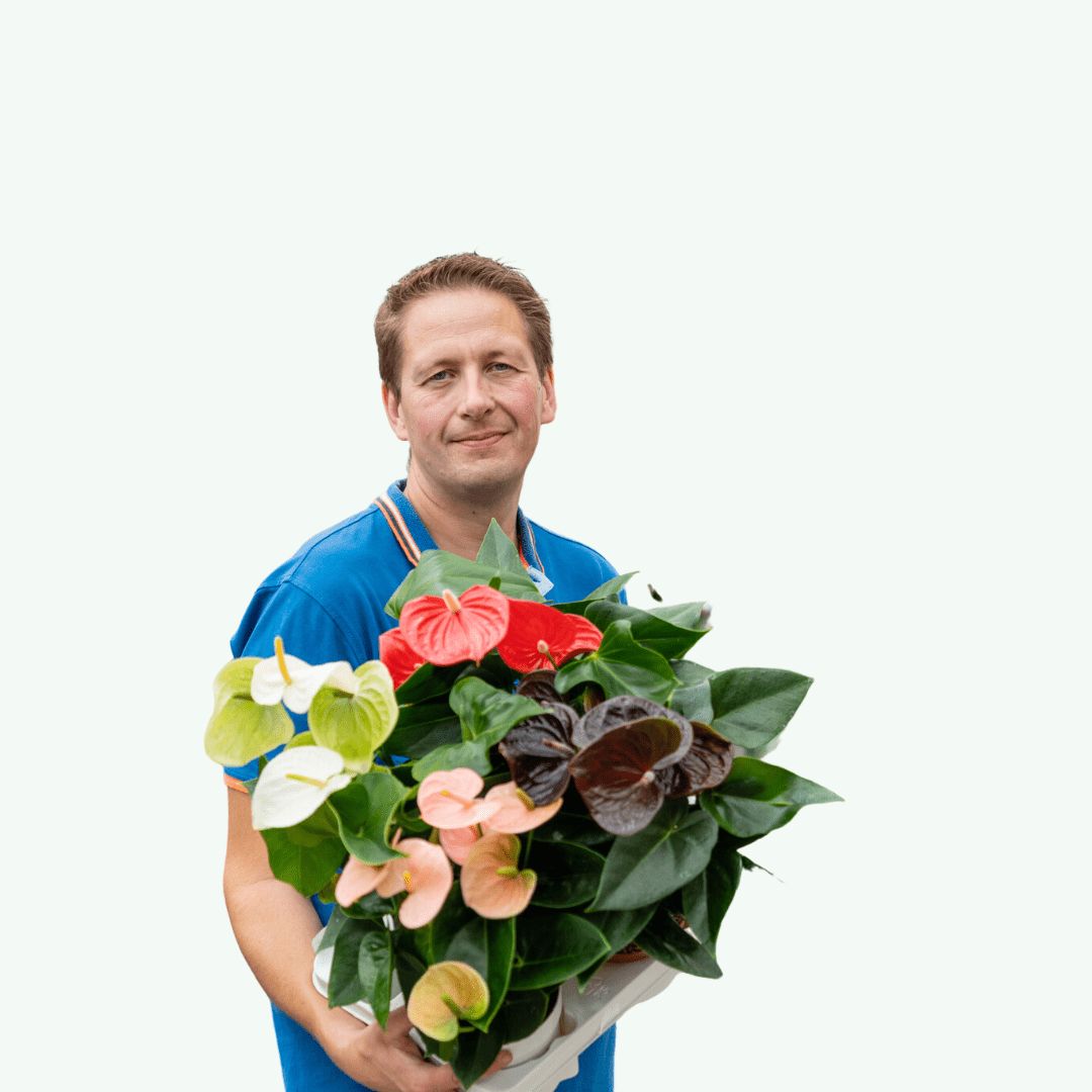 Anthurium Sweet Dream - ↕36cm - Ø12 - Sierplantenshop