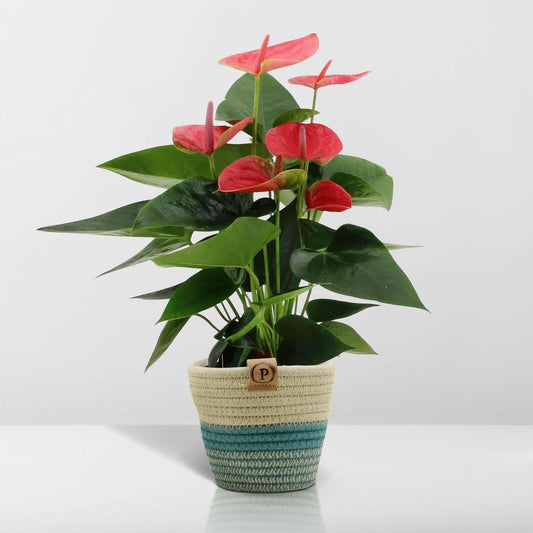 Anthurium Sweet Dream met PURE - ↕36cm - Ø12 - Sierplantenshop