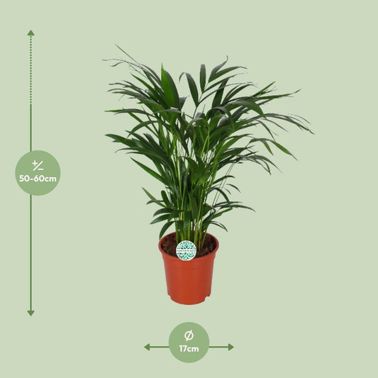 Areca Dypsis Lutescens - ↕60cm - Ø17 - Sierplantenshop