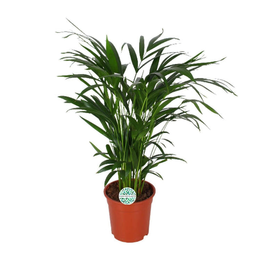 Areca Dypsis Lutescens - ↕60cm - Ø17 - Sierplantenshop