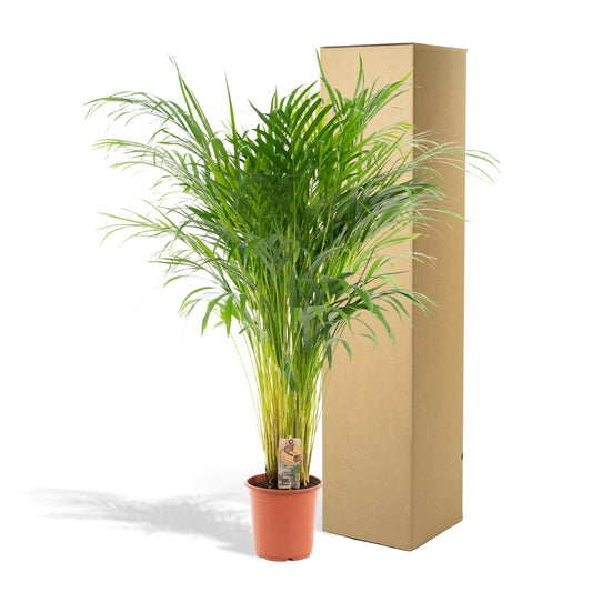 Areca Palm - ↕120cm - Ø24 - Sierplantenshop