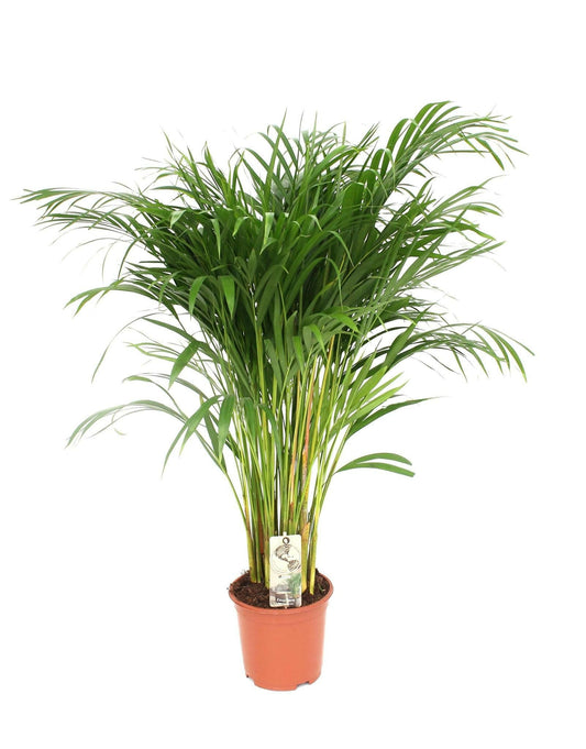 Areca Palm - ↕120cm - Ø24 - Sierplantenshop