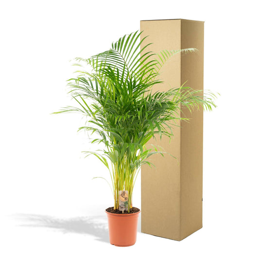 Areca palm - ↕130 cm - Ø24 - Sierplantenshop