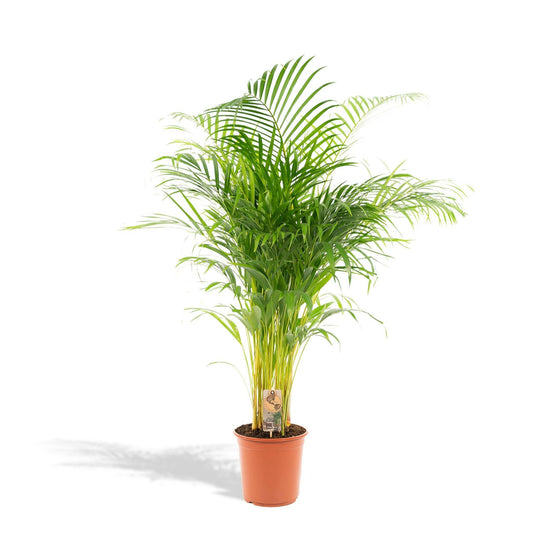 Areca palm - ↕130 cm - Ø24 - Sierplantenshop