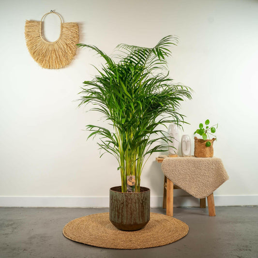 Areca palm - ↕130 cm - Ø24 - Sierplantenshop