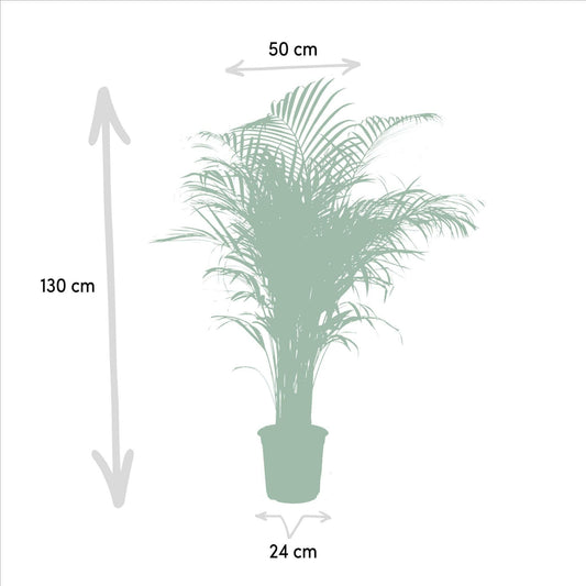 Areca palm - ↕130 cm - Ø24 - Sierplantenshop