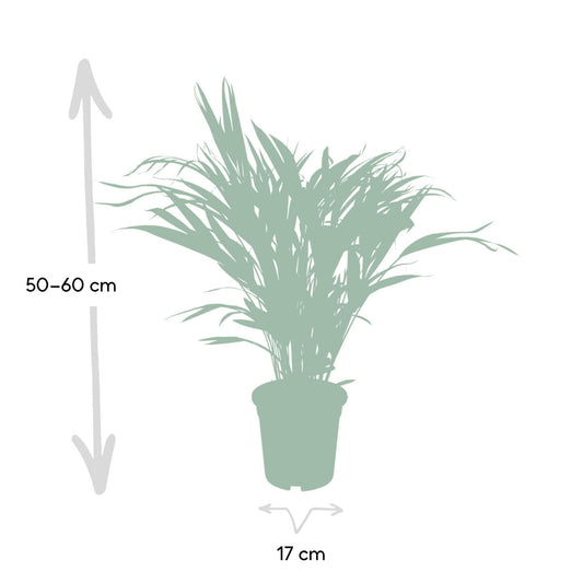 Areca Palm - ↕60cm - Ø17 - Sierplantenshop