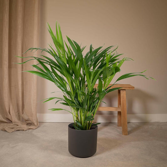 Areca Palm - ↕60cm - Ø17 - Sierplantenshop