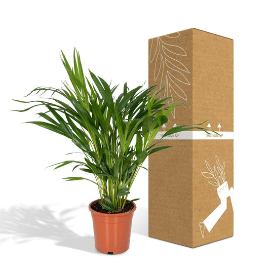 Areca Palm - ↕60cm - Ø17 - Sierplantenshop