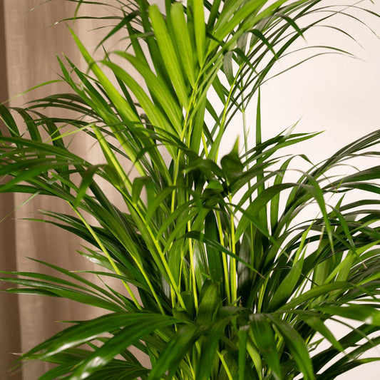 Areca Palm - ↕85cm - Ø19 - Sierplantenshop