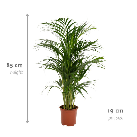 Areca Palm - ↕85cm - Ø19 - Sierplantenshop