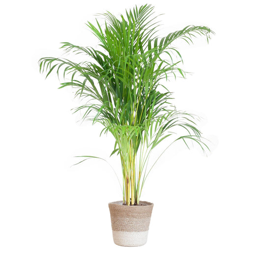 Areca Palm (Dypsis) met Lissabon mand wit - ↕100cm - Ø21 - Sierplantenshop