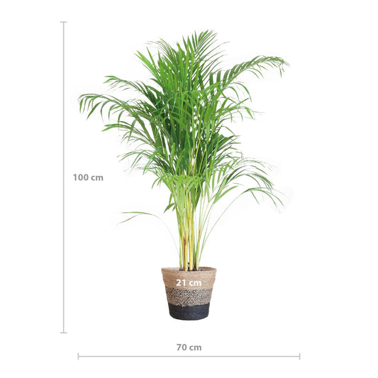 Areca Palm (Dypsis) met Lissabon mand zwart - ↕100cm - Ø21 - Sierplantenshop