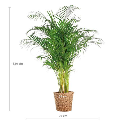 Areca Palm (dypsis) met mand Torun - ↕120cm - Ø24 - Sierplantenshop