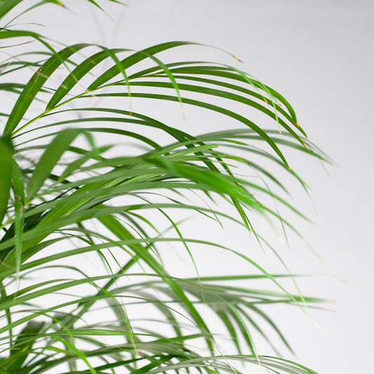 Areca Palm (dypsis) met mand Torun - ↕120cm - Ø24 - Sierplantenshop