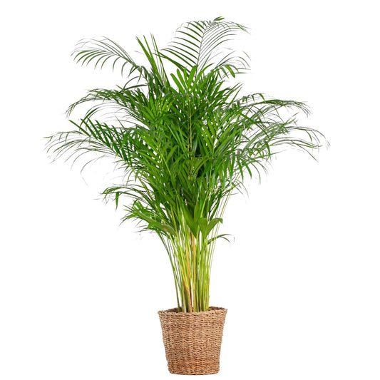 Areca Palm (dypsis) met mand Torun - ↕120cm - Ø24 - Sierplantenshop