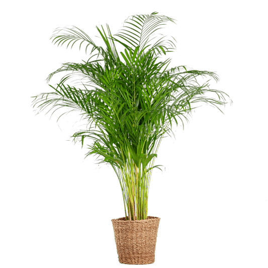 Areca Palm (dypsis) met mand Torun - ↕120cm - Ø24 - Sierplantenshop