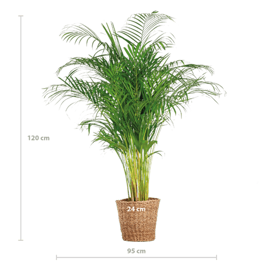 Areca Palm (dypsis) met mand Torun - ↕120cm - Ø24 - Sierplantenshop