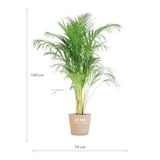 Areca Palm (Dypsis) met Sofia mand naturel - ↕100cm - Ø21 - Sierplantenshop