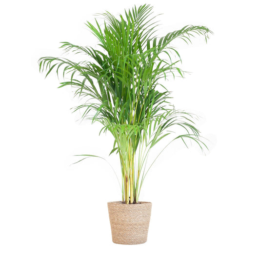 Areca Palm (Dypsis) met Sofia mand naturel - ↕100cm - Ø21 - Sierplantenshop