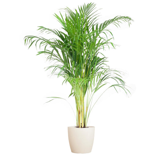 Areca Palm (Dypsis) met Viber wit - ↕100cm - Ø21 - Sierplantenshop