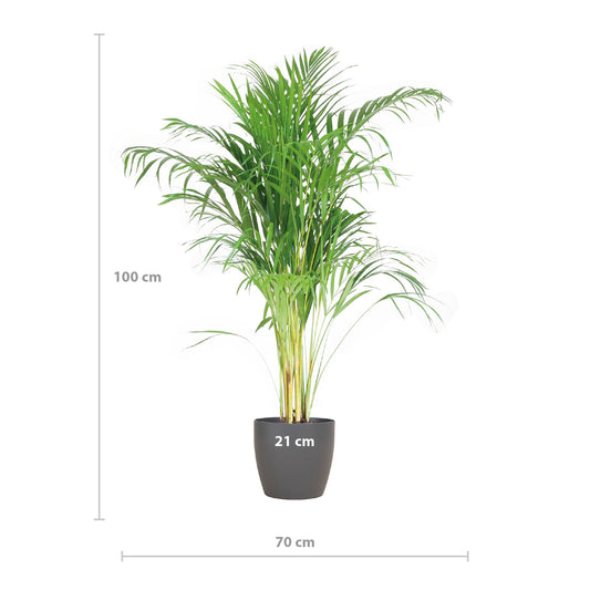 Areca Palm (Dypsis) mit Viber Grijs - ↕100cm - Ø21 - Sierplantenshop