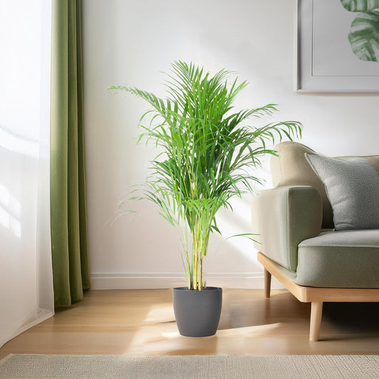 Areca Palm (Dypsis) mit Viber Grijs - ↕100cm - Ø21 - Sierplantenshop