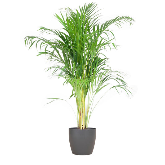 Areca Palm (Dypsis) mit Viber Grijs - ↕100cm - Ø21 - Sierplantenshop