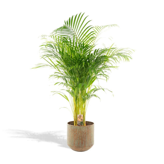 Areca Palm met Pot ↕100cm - Ø21 - Sierplantenshop