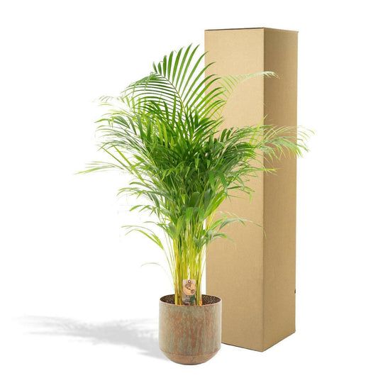 Areca Palm met Pot ↕100cm - Ø21 - Sierplantenshop