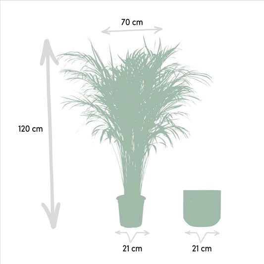 Areca Palm met Pot ↕100cm - Ø21 - Sierplantenshop