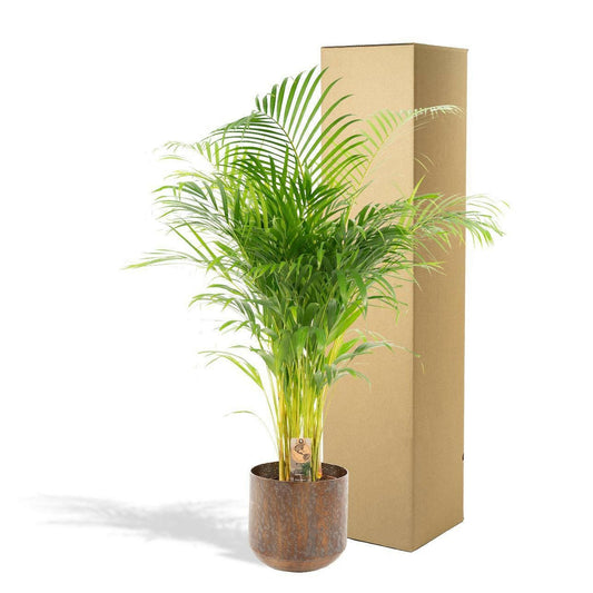 Areca palm met pot - ↕110 cm - Ø21 - Sierplantenshop