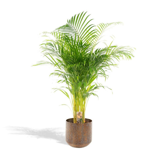 Areca palm met pot - ↕110 cm - Ø21 - Sierplantenshop