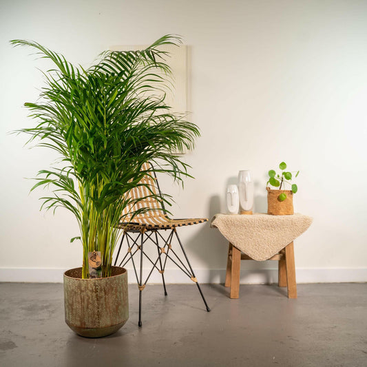 Areca Palm met Pot - ↕130 cm - Ø24 - Sierplantenshop