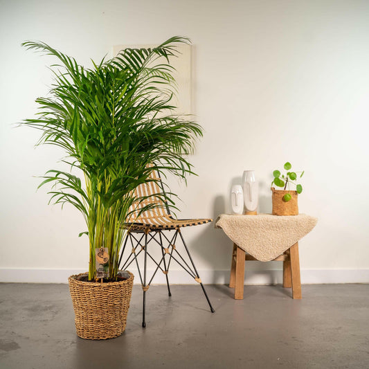 Areca Palm met Stijlvolle Mand - ↕130 cm - Ø24 - Sierplantenshop