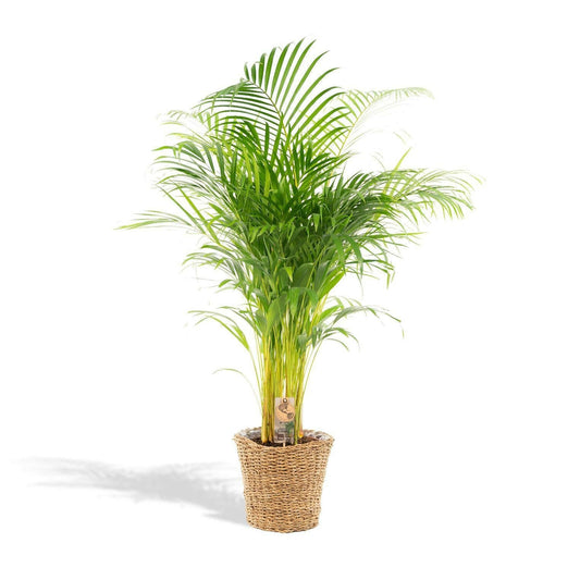 Areca Palm met Stijlvolle Mand - ↕130 cm - Ø24 - Sierplantenshop