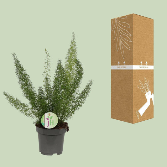 Asparagus Fern - ↕35cm - Ø12 - Sierplantenshop