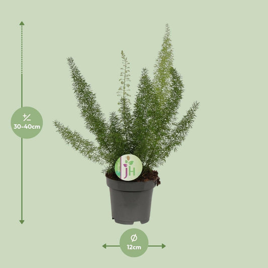 Asparagus Fern - ↕35cm - Ø12 - Sierplantenshop