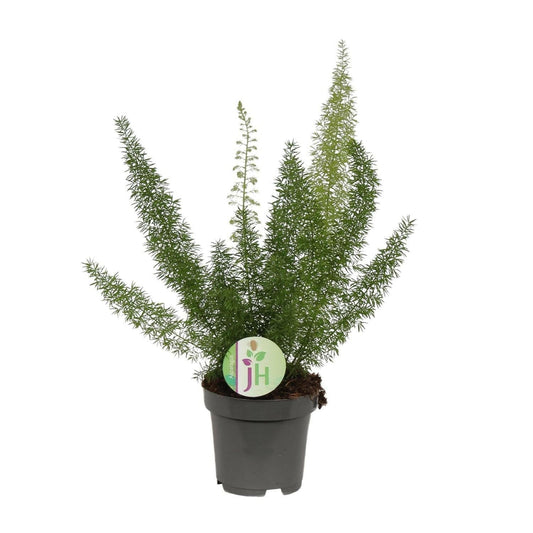 Asparagus Fern - ↕35cm - Ø12 - Sierplantenshop