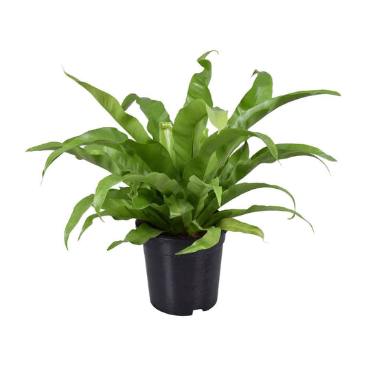 Asplenium Antiquum - ↕45cm - Ø17 - Sierplantenshop