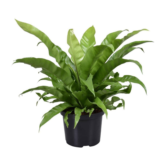 Asplenium Antiquum - Japans Vogelnestvaren - ↕60cm - Ø23 - Sierplantenshop