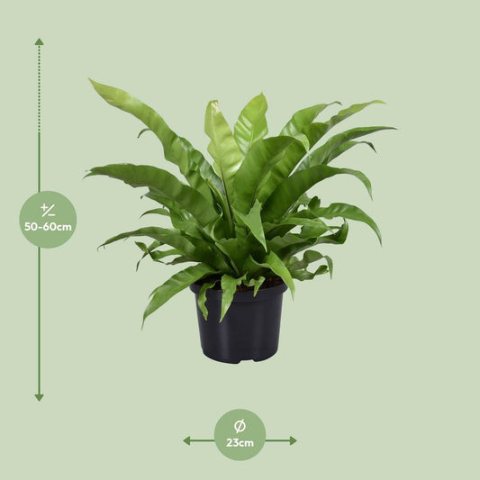 Asplenium Antiquum - Japans Vogelnestvaren - ↕60cm - Ø23 - Sierplantenshop