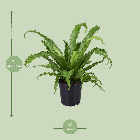 Asplenium Antiquum Osaka - ↕45cm - Ø17 - Sierplantenshop