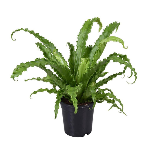 Asplenium Antiquum Osaka - ↕45cm - Ø17 - Sierplantenshop