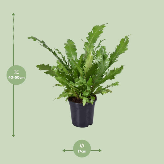 Asplenium Nidus - ↕45cm - Ø17 - Sierplantenshop